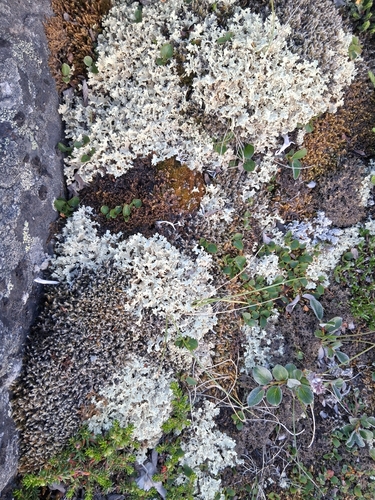 Crinkled Snow Lichen