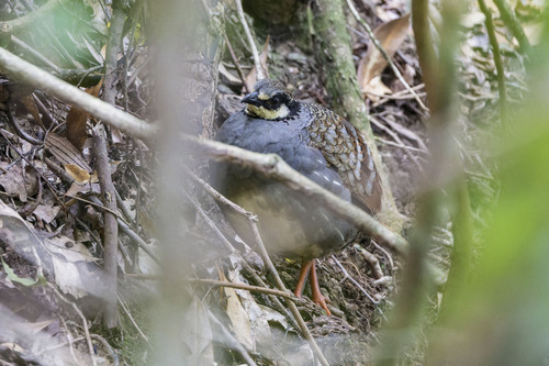 Arborophila crudigularis, 2026-06-24