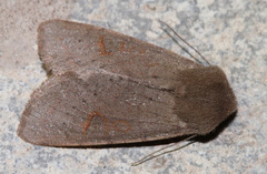 Orthosia annulimacula
