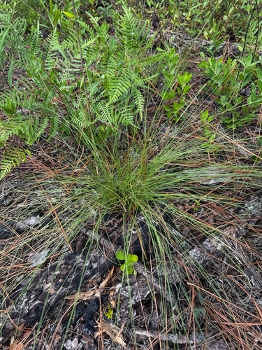 Aristida stricta, 2026-07-18