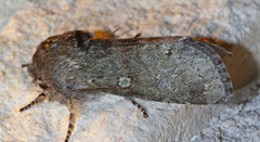 Psaphida rolandi