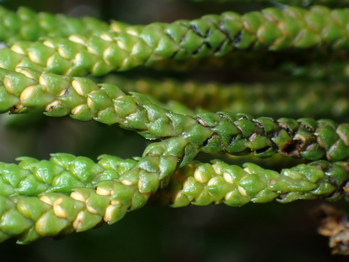 Phlegmariurus phyllanthus observed 2026-07-18