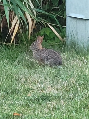 Eastern Cottontail observed by sabrina96557