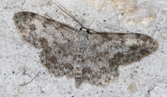Scopula plantagenaria
