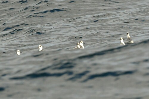 iNaturalist image