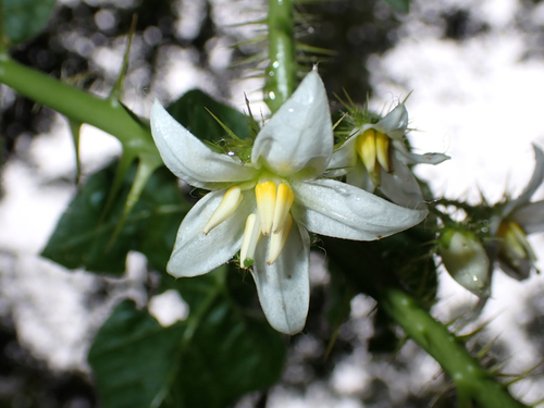 Solanum capsicoides observed 2026-07-18
