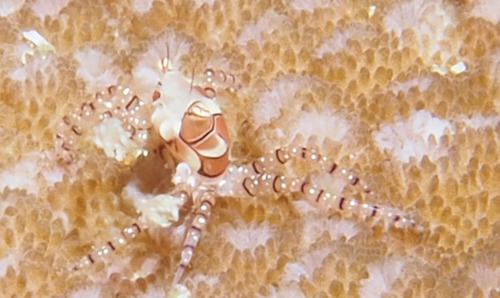 Lybia tessellata observed 2026-06-16