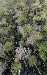 Cyperus papyrus, photograph author not stated, no rights reserved