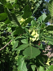 Ptelea trifoliata mollis