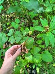 Sanicula rubriflora, photograph (c) Tatyana Petrenko, some rights reserved (CC BY)