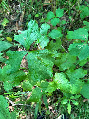 Sanicula rubriflora