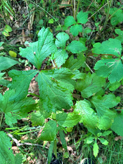 Sanicula rubriflora