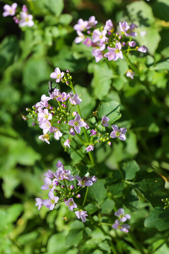 Cardamine raphanifolia, photograph 1