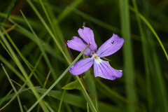 Viola cornuta, photograph (c) Tom Field, some rights reserved (CC BY)