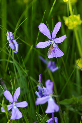 Viola cornuta, photograph 6