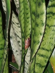 Eleutherodactylus coqui