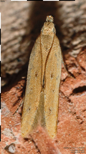 Soybean Webworm Moth photo 3