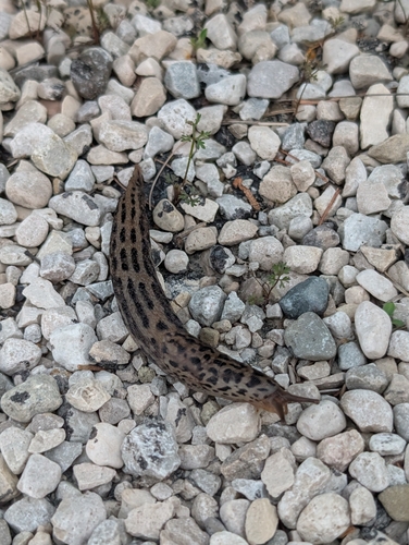 Leopard Slug