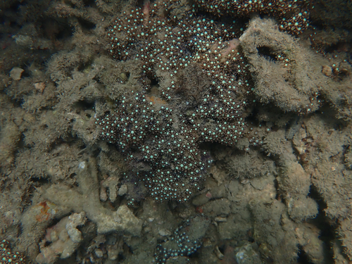 Briareum violaceum observed 2026-07-10