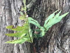 Phlebodium aureum