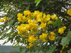 Senna spectabilis