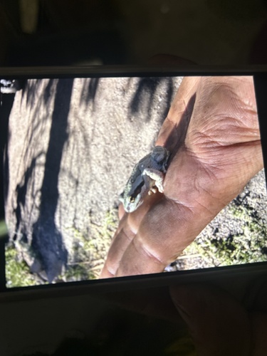 iNaturalist observation photo of Chorus Frogs