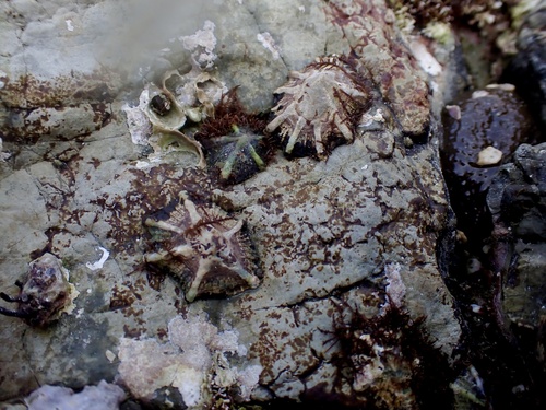 Siphonaria sirius observed 2026-07-15