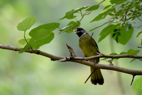Collared Finchbill