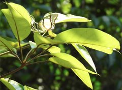 Polyura nepenthes