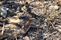 Aspidoscelis gularis colossus