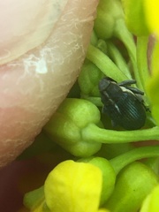 Ceutorhynchini