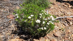 Leptosiphon floribundus glaber