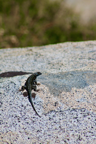 iNaturalist observation photo of Spiny Lizards