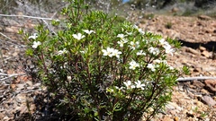 Leptosiphon floribundus glaber