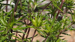 Leptosiphon floribundus glaber