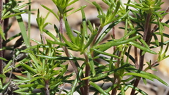 Leptosiphon floribundus glaber