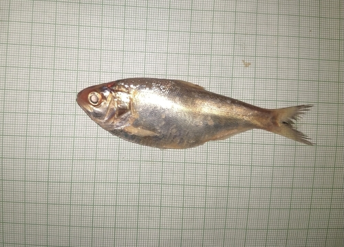 Ganges shad (Gudusia chapra) — Clupeidae — 2