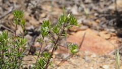 Leptosiphon floribundus glaber