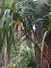Freycinetia arborea