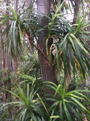 Freycinetia arborea