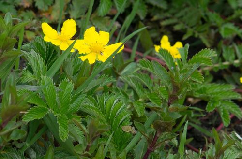 Pacific silverweed (Argentina pacifica)