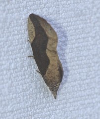 Hypocala guttiventris