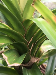 Freycinetia arborea