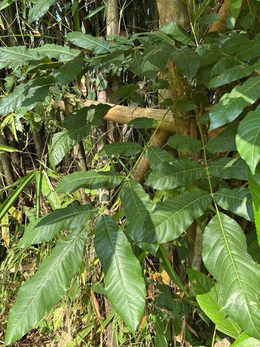 Didymocheton gaudichaudianus observed 2026-07-19