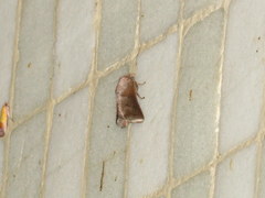 Griseothosea fasciata