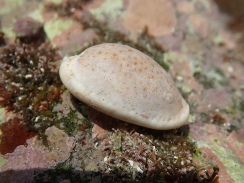 Cypraea boivinii, 2026-07-15