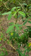 Crotalaria longirostrata