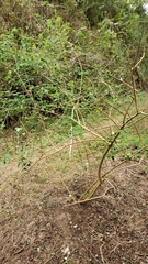 Crotalaria longirostrata