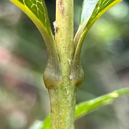 Xylomelum pyriforme, photograph 5