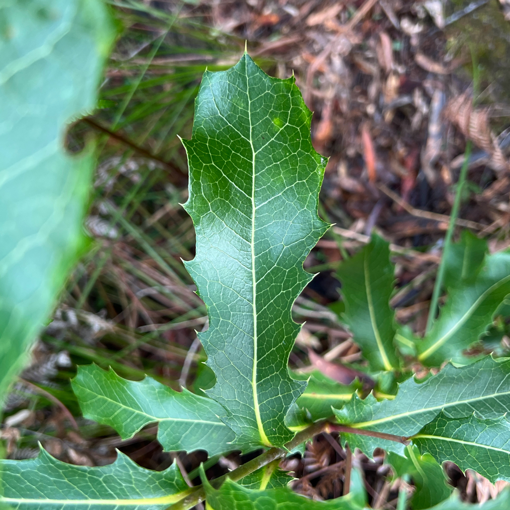 Xylomelum pyriforme; photograph (c) James K. Douch, some rights reserved (CC BY-SA)